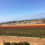 Carlsbad Flower Fields